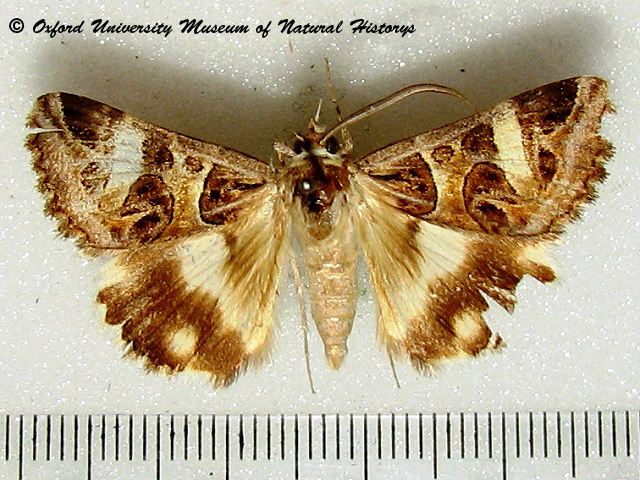 Cerocala vermiculosa